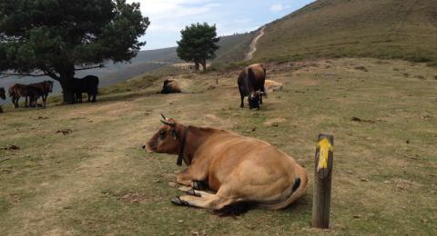 Spanish Journeys encounter with a cow on the Camino